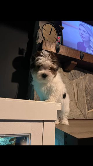 SOLD—AKC Parti Yorkie in Boone, North Carolina