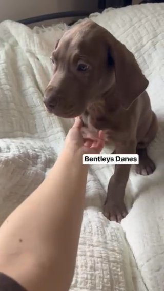 Chocolate Female 1 in Bloomington, Illinois