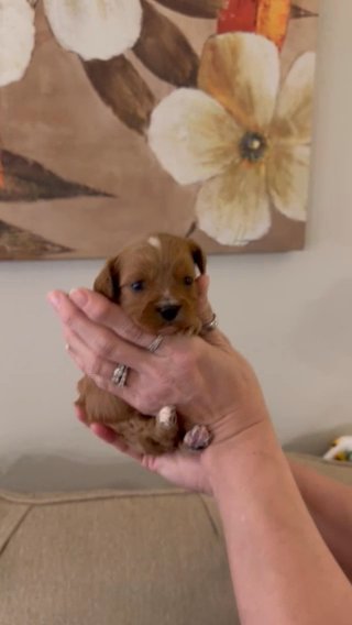 CKC Red And White Cavapoo Puppy in Crossville, Tennessee