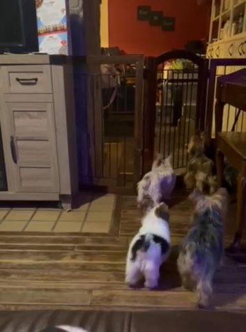 SOLD—Male AKC Parti Yorkie in Boone, North Carolina