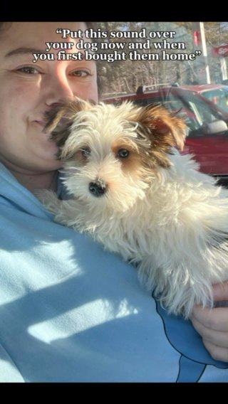 SOLD—AKC Male Parti Yorkie in Boone, North Carolina