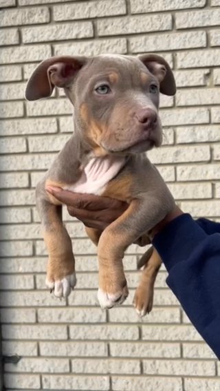 American Bully in Royal Oak, Michigan