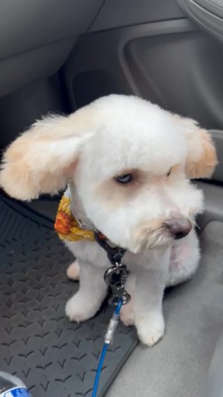 I Can Cuddle Or Play All Day Long! in Houston, Texas