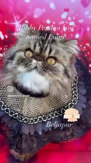 Beljapur Cattery Luigi in Austin, Texas