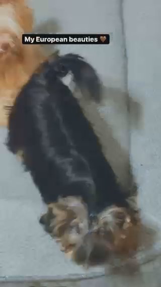 European Imported Male in Montgomery, Alabama