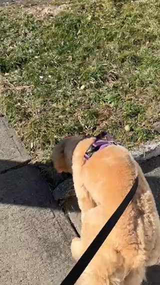 10 Month old Goldendoodle Pup in Clifton, New Jersey