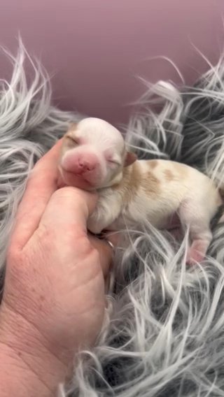 ??SOLD??Gold Dust Yorkie Female Fusia in Bellingham, Washington