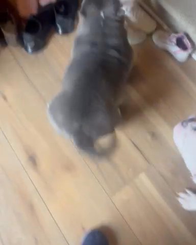 Micro Bully Male in Dover, Delaware