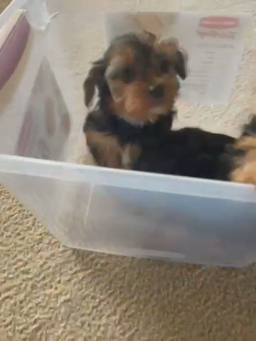 Yorkies Puppies in Dover, Delaware