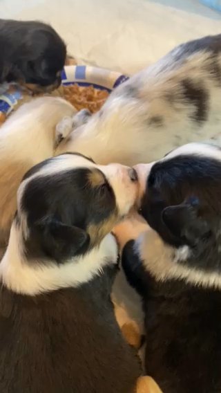 Mini Australian Shepherd in Los Angeles, California