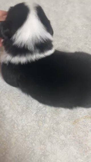Black Bi mini Australian shepherd in Los Angeles, California