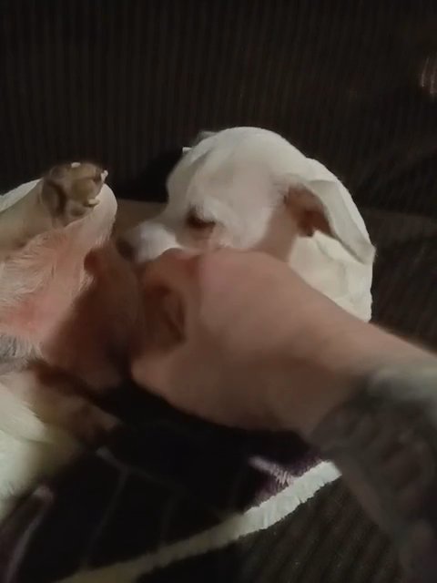 PureBred AppleHead Chihuahua in Vancouver, Washington