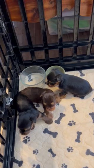 Chocolate Yorkie Available - SOLD in Lynchburg, Virginia
