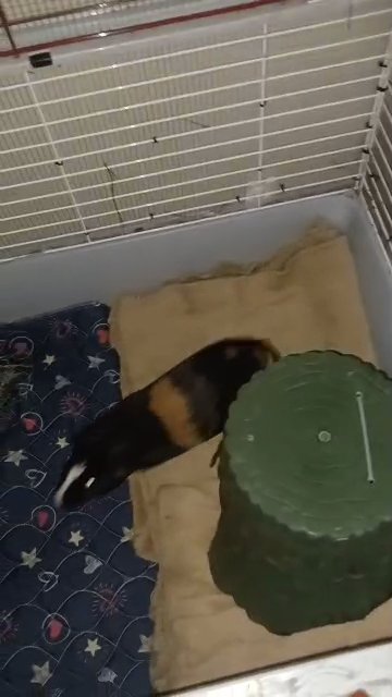 Guinea pig boarding in Lexington, South Carolina