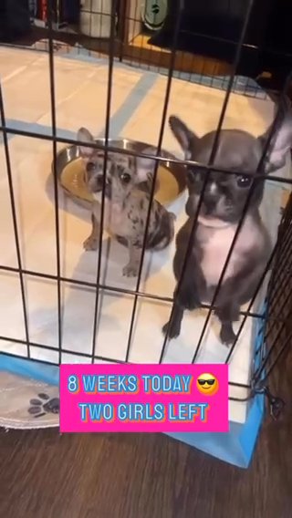 French Bulldog Females in Chicago, Illinois