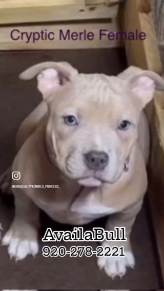 ABKC Registered Or Pet Home AvailaBull in Milwaukee, Wisconsin