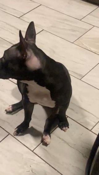 Girl Pitbull For Sale in Chicago, Illinois