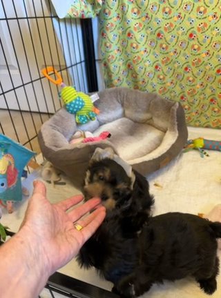 Akc Traditional Male in Culpeper, Virginia