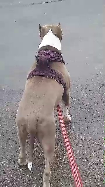 pitbull fully Bully in Phoenix, Arizona