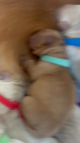 Golden Retriever Puppies in Chino Hills, California