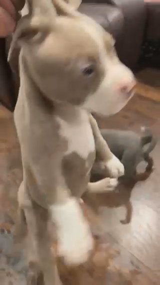 XL BULLYS FOR SALE‼️‼️ in Puyallup, Washington