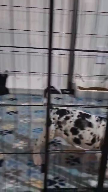 Female Harlequin Great Dane in Bristol, Virginia