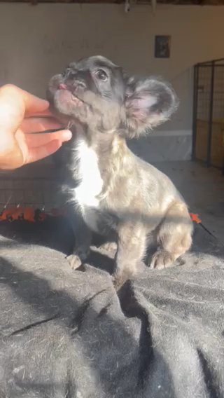 Male Fluffy Black Brindle in Chicago, Illinois