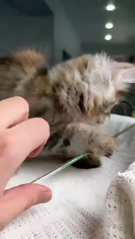 Maine Coon Female in Newtown, Pennsylvania