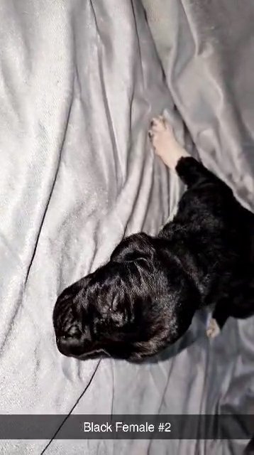 Great Dane Black Female #2 in Bristol, Virginia