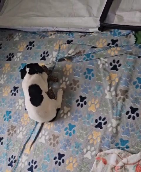 Piebald Great Dane in Bristol, Virginia