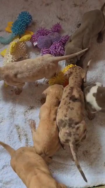 great dane puppies in North Lauderdale, Florida