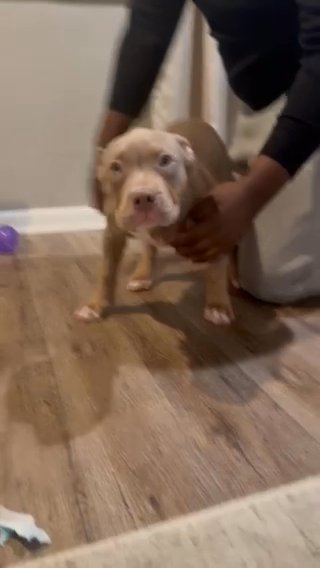 Beautiful Lilac Tri Female Ready For Her Furever Home in Pittsburgh, Pennsylvania
