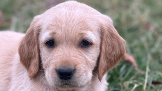 Male Golden Retrievers! in Charleston, West Virginia