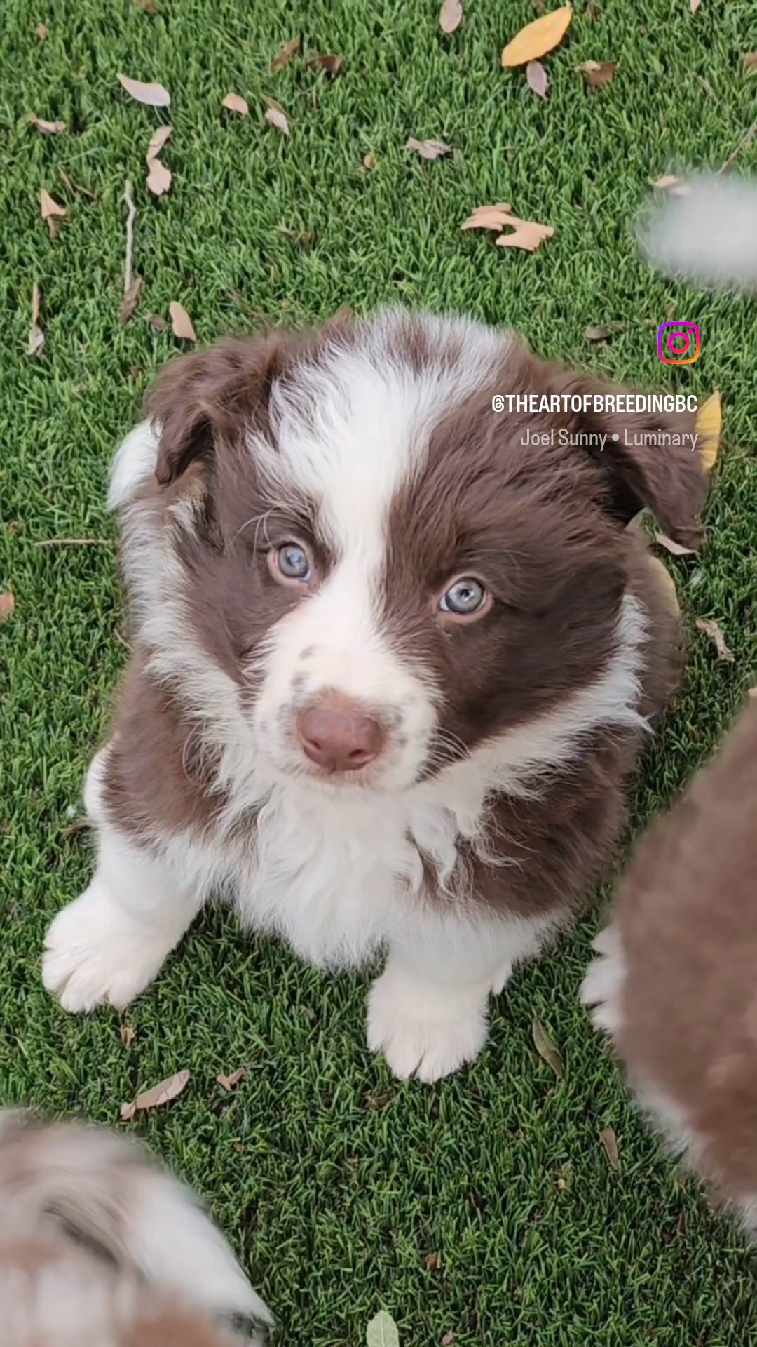Border Collie in Yucaipa, California