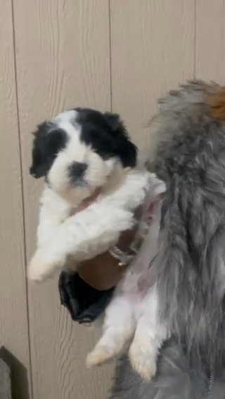 Teddy Bears- Shih Tzu/Bichon in Euclid, Ohio