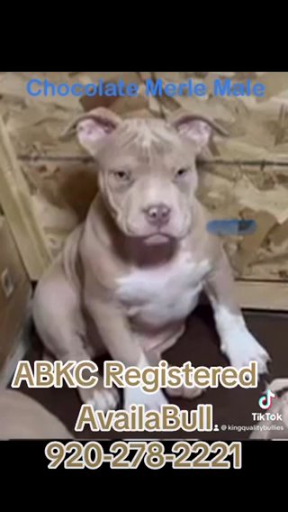 4 Females One Male AvailaBull in Milwaukee, Wisconsin