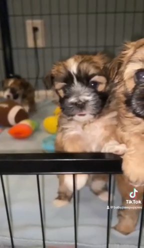 (BELLA) Shorkie Tzu Puppy in Atlanta, Georgia