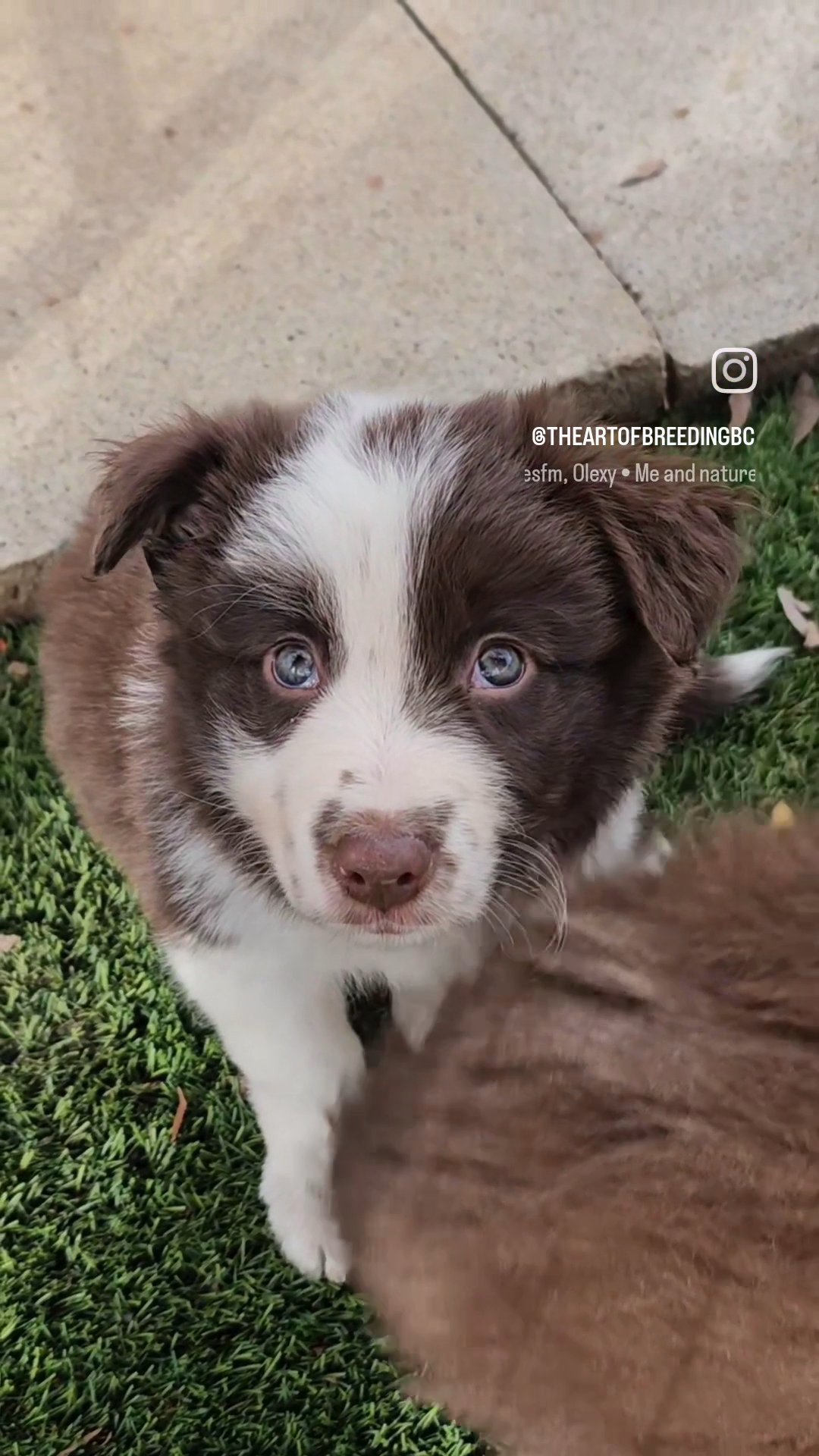 Border Collie in Yucaipa, California