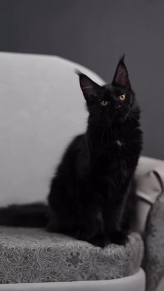 Maine Coon Female Reserved in Newtown, Pennsylvania