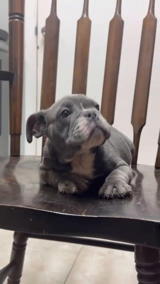 English Bulldog in Spring Hill, Florida