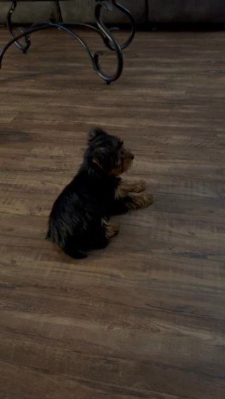 Adams Yorkie Babies in Lynchburg, Virginia