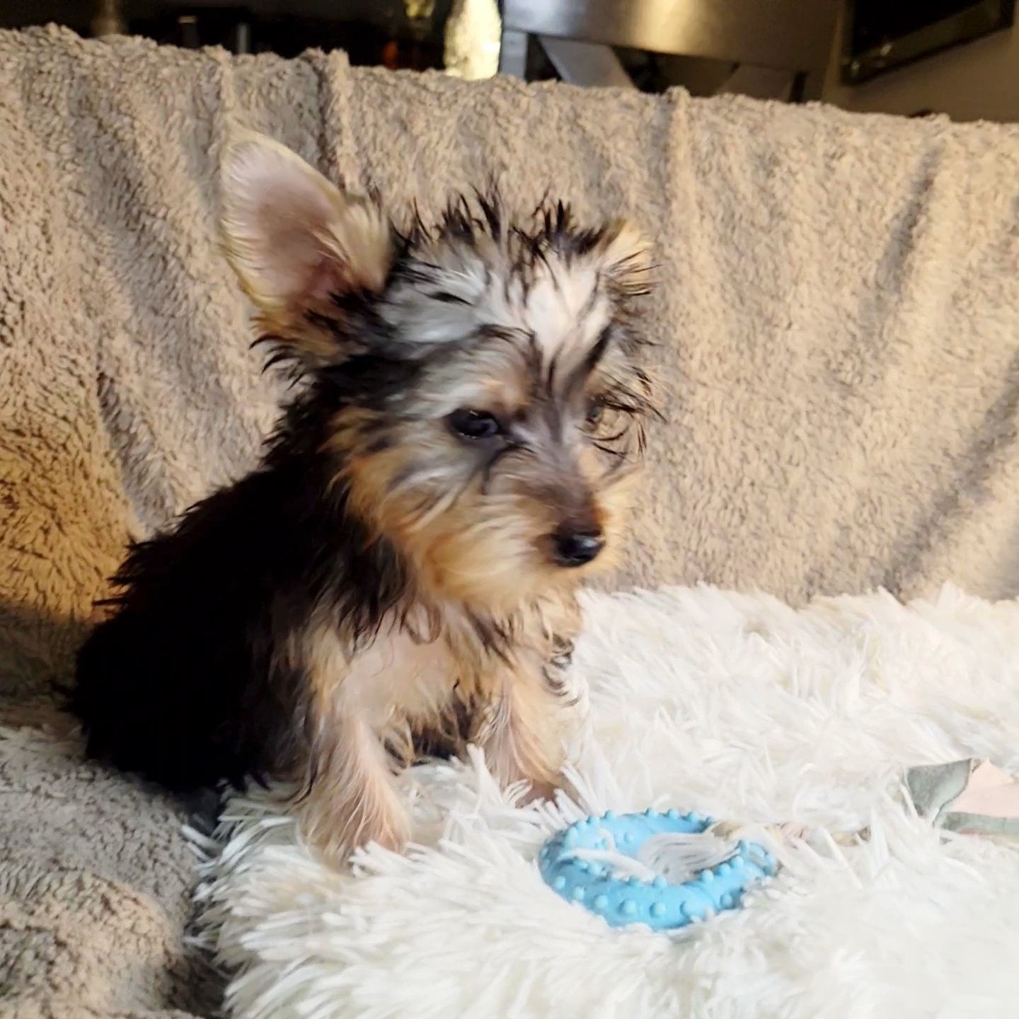 CKC BOY YORKIE (BOY BLUE) in Moreno Valley, California