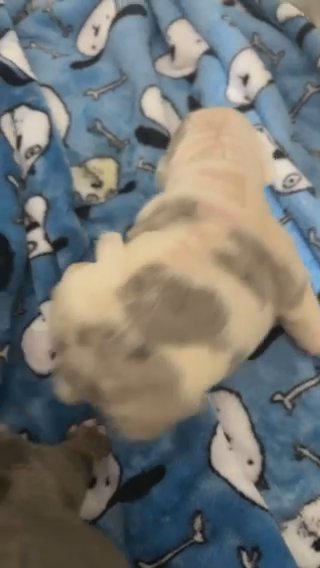 English Bulldog Puppies in Denver, Colorado