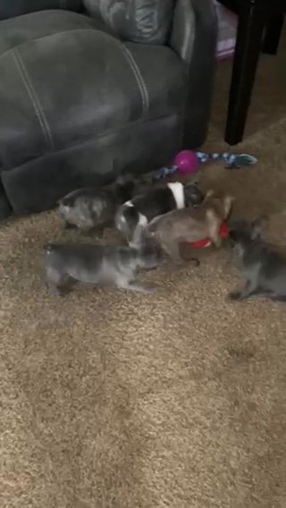 Akc French Bulldogs in Easton, Maryland