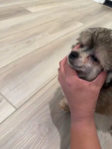 Maltipoo puppy in Lake Elsinore, California