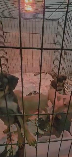 mini pinschers in Fresno, California