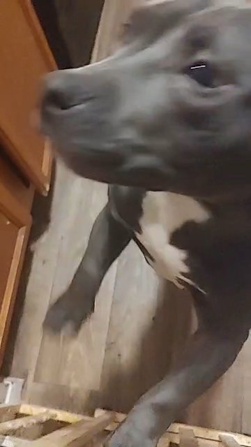 Callisto- The American Bully in Peoria, Illinois
