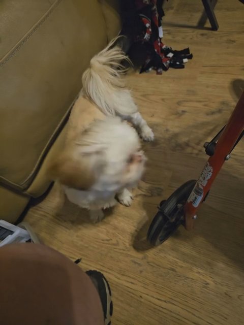 Ginger Shih tzu in New York City, New York