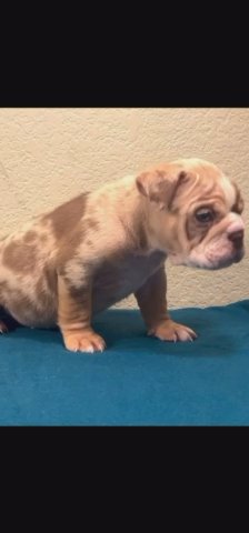 Chunk? in Austin, Texas