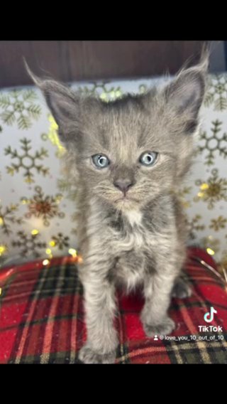 My Cute Simba, He Is Cuter Than On The Photo? in Spokane Valley, Washington